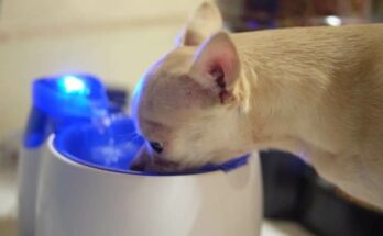 cordless heated water bowl