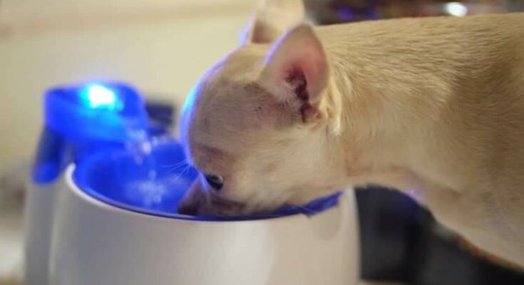 cordless heated water bowl