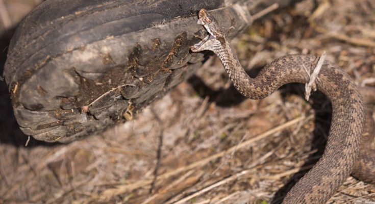 Buy Best Snake Boots for Hunting - Top 06 of 2022