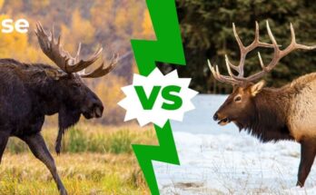 Elk vs Moose Size Comparison: Exploring the Giants of the Forest-outinglovers