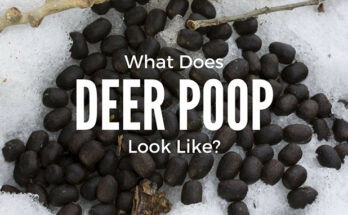 What Does Deer Poop Look Like? Explore the appearance and characteristics of deer droppings in this informative blog post.