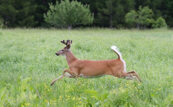 How Fast Can a Whitetail Deer Run?