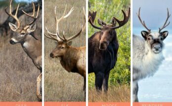 Moose, Elk, and Deer Meat