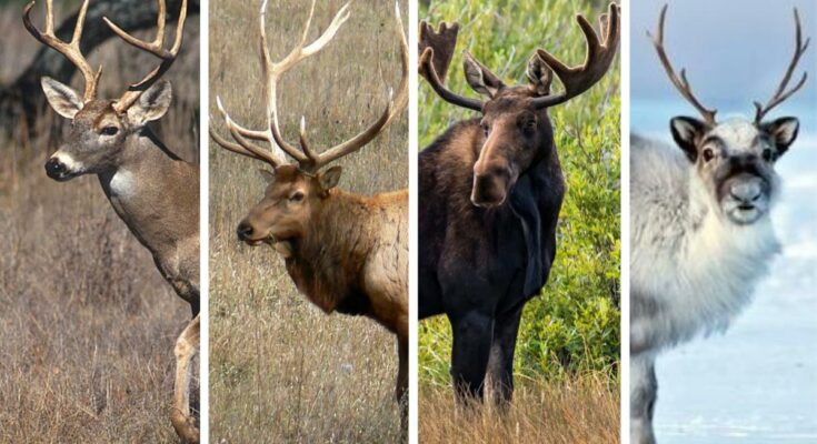 Moose, Elk, and Deer Meat