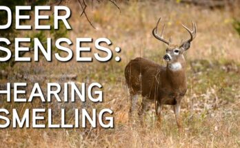 Deer Hunting Success: Mastering Wind and Scent Factors