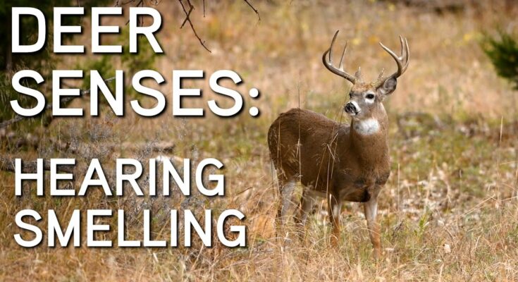Deer Hunting Success: Mastering Wind and Scent Factors