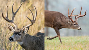 Leaping Abilities of Different Deer Species