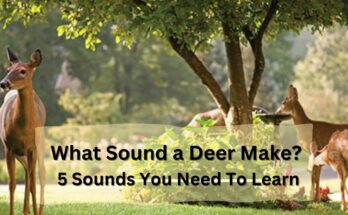 What Noise Does a Deer Make? outinglovers