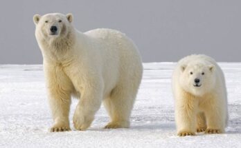Exploring the Thrills of Bear Hunting Across America: From Polar Bears to Black Bears